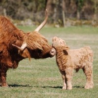 Adam's Cotswold Farm Park