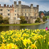 Leeds Castle Dazzling Daffs