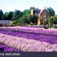 Hunstanton & Norfolk Lavender