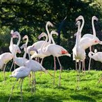 Pensthorpe Wildlife Park