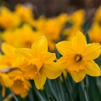 Thriplow Daffodils
