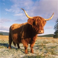 Enchanting Highlands