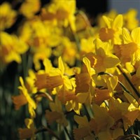 Thriplow Daffodils