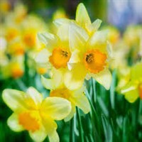 Thriplow Daffodils