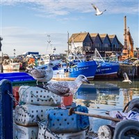 Whitstable Rocks Oyster Festival