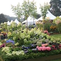 RHS Garden Wisley Flower Show